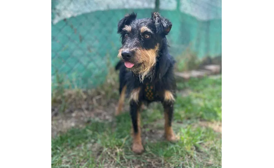Ebrendészet és Gyepmersteri Telep Balatonfüred