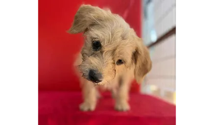 Ebrendészet és Gyepmersteri Telep Balatonfüred