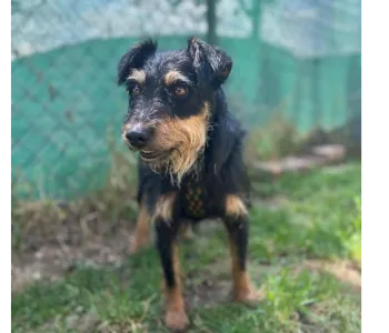 Ebrendészet és Gyepmersteri Telep Balatonfüred