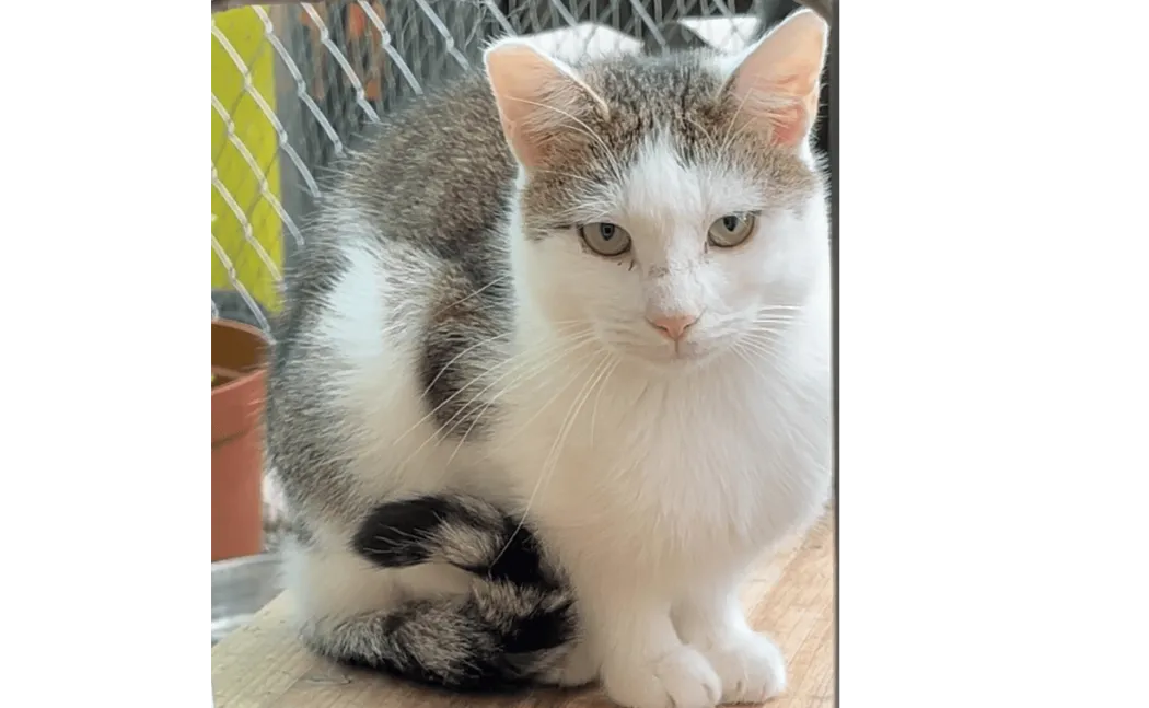 Ebrendészet és Gyepmersteri Telep Balatonfüred