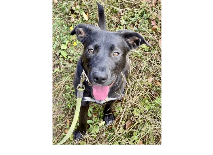 Ebrendészet és Gyepmersteri Telep Balatonfüred