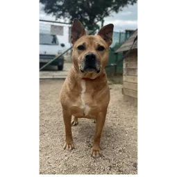 Ebrendészet és Gyepmersteri Telep Balatonfüred