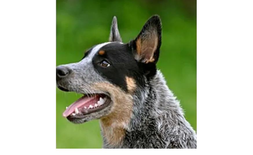 Ebrendészet és Gyepmersteri Telep Balatonfüred