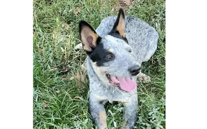 Ebrendészet és Gyepmersteri Telep Balatonfüred