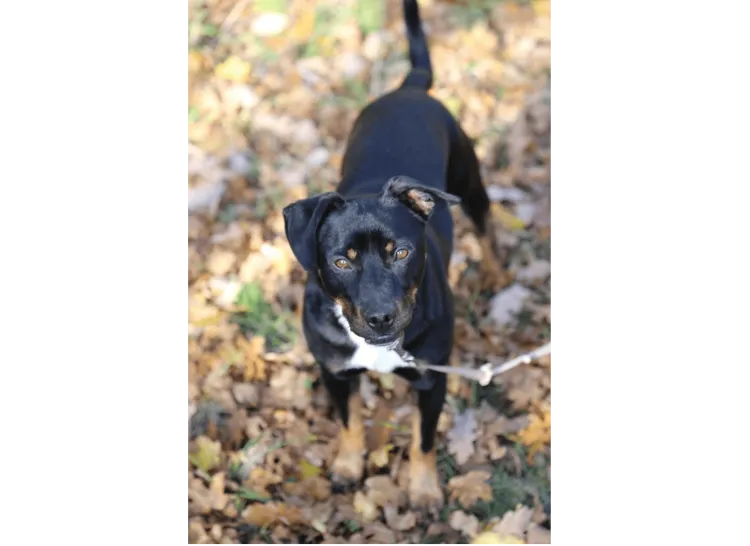 Ebrendészet és Gyepmersteri Telep Balatonfüred