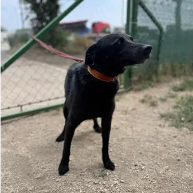 Ebrendészet és Gyepmersteri Telep Balatonfüred