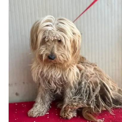 Ebrendészet és Gyepmersteri Telep Balatonfüred