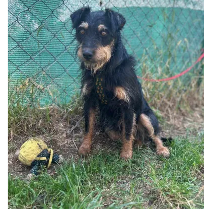 Ebrendészet és Gyepmersteri Telep Balatonfüred