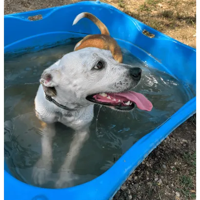Ebrendészet és Gyepmersteri Telep Balatonfüred