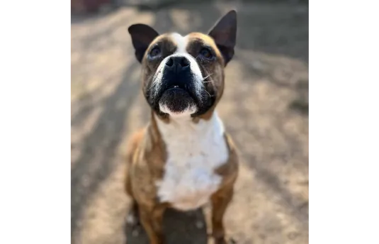 CICÁK ÖRÖKBEFOGADÁSA