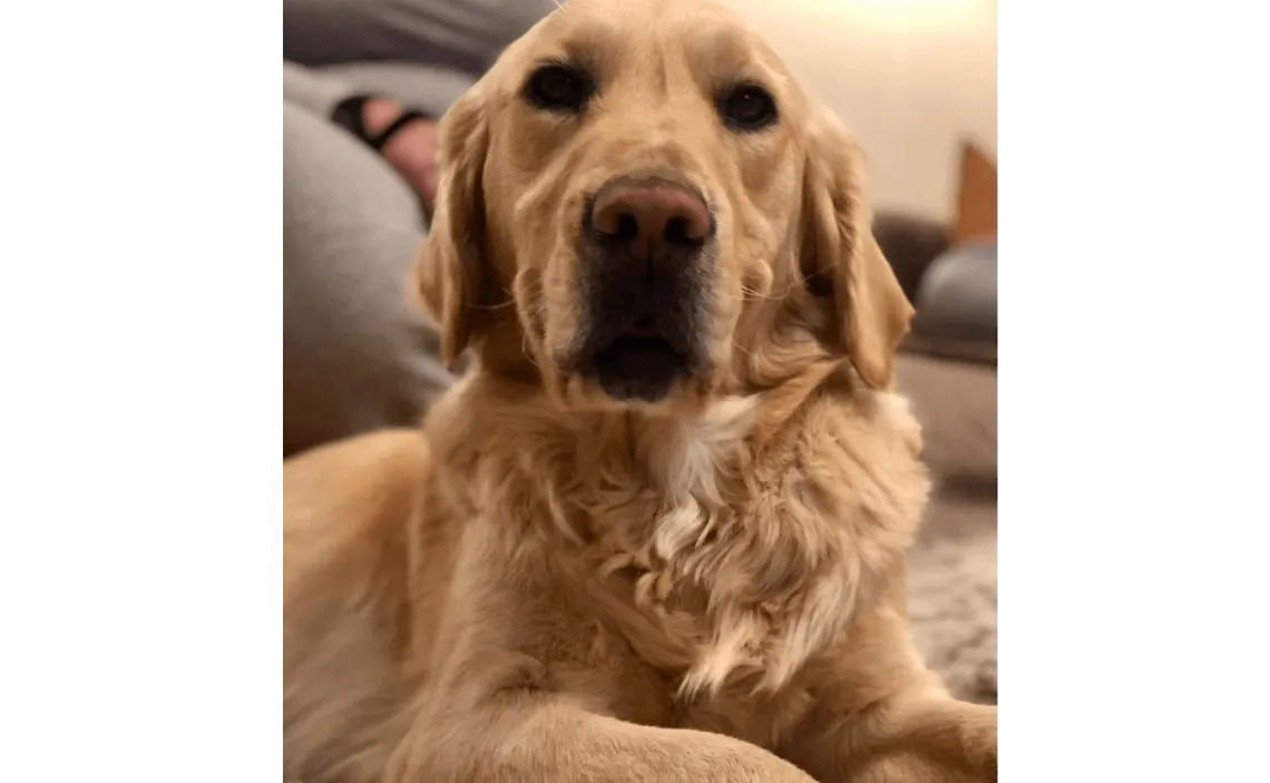 Ebrendészet és Gyepmersteri Telep Balatonfüred