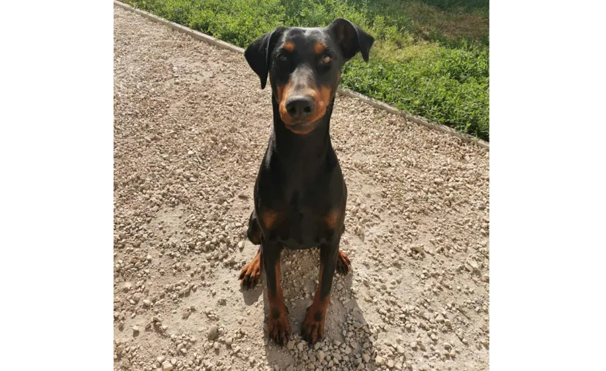 Ebrendészet és Gyepmersteri Telep Balatonfüred