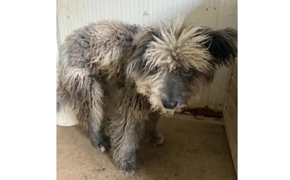 Ebrendészet és Gyepmersteri Telep Balatonfüred