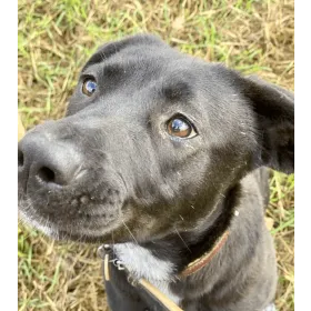 Ebrendészet és Gyepmersteri Telep Balatonfüred