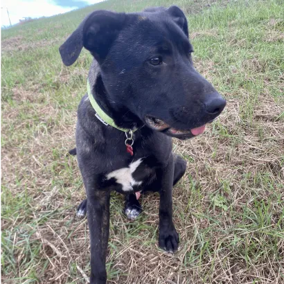 Ebrendészet és Gyepmersteri Telep Balatonfüred