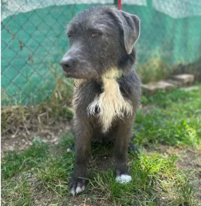 Ebrendészet és Gyepmersteri Telep Balatonfüred