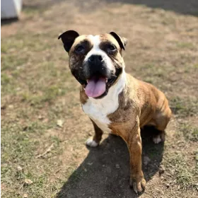 Ebrendészet és Gyepmersteri Telep Balatonfüred