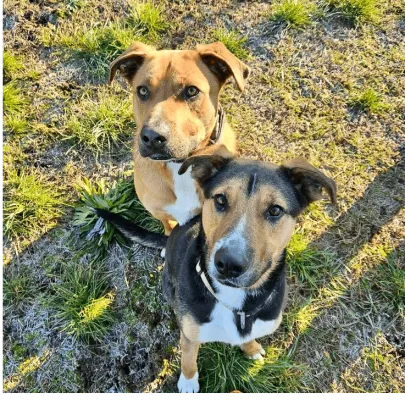 Ebrendészet és Gyepmersteri Telep Balatonfüred