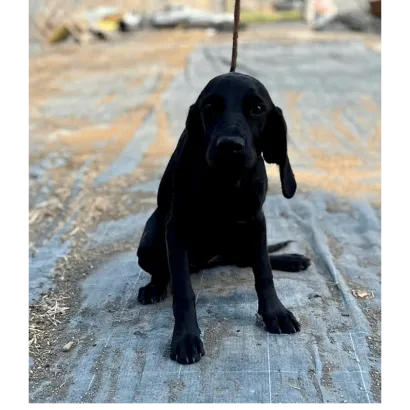 Ebrendészet és Gyepmersteri Telep Balatonfüred