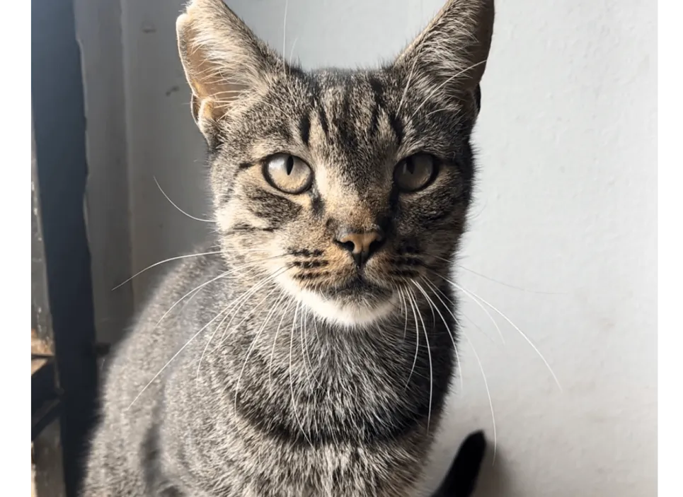 Ebrendészet és Gyepmersteri Telep Balatonfüred