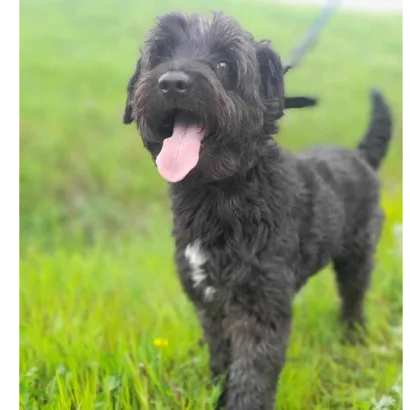 Ebrendészet és Gyepmersteri Telep Balatonfüred