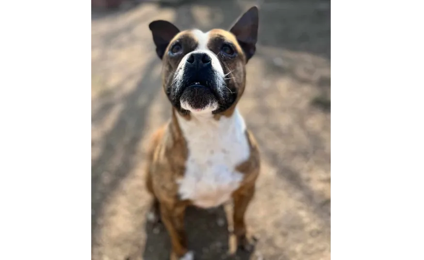 Ebrendészet és Gyepmersteri Telep Balatonfüred