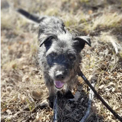 Ebrendészet és Gyepmersteri Telep Balatonfüred