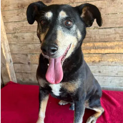 Ebrendészet és Gyepmersteri Telep Balatonfüred