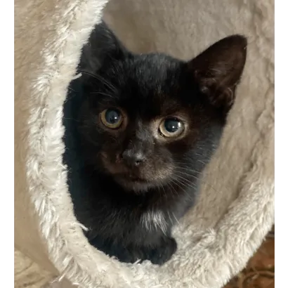 Ebrendészet és Gyepmersteri Telep Balatonfüred