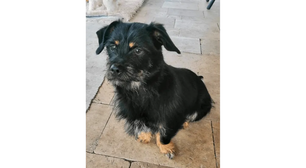 Ebrendészet és Gyepmersteri Telep Balatonfüred