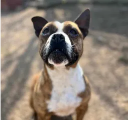 Ebrendészet és Gyepmersteri Telep Balatonfüred