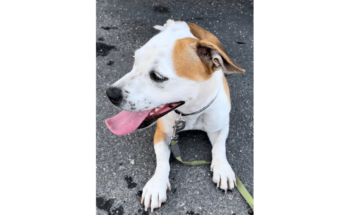 Ebrendészet és Gyepmersteri Telep Balatonfüred