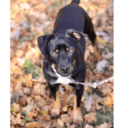 Ebrendészet és Gyepmersteri Telep Balatonfüred