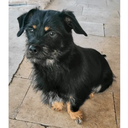 Ebrendészet és Gyepmersteri Telep Balatonfüred