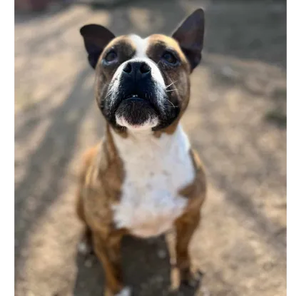 Ebrendészet és Gyepmersteri Telep Balatonfüred