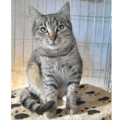 Ebrendészet és Gyepmersteri Telep Balatonfüred