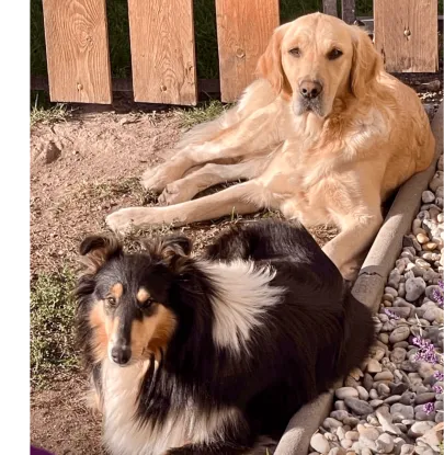 Ebrendészet és Gyepmersteri Telep Balatonfüred