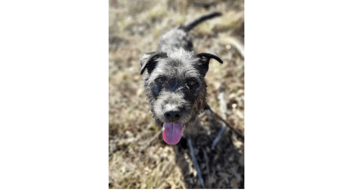 Ebrendészet és Gyepmersteri Telep Balatonfüred