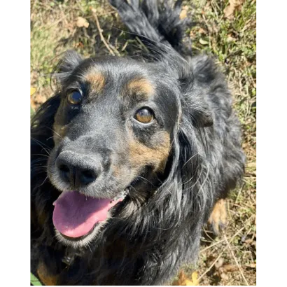 Ebrendészet és Gyepmersteri Telep Balatonfüred