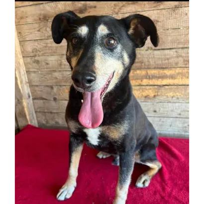 Ebrendészet és Gyepmersteri Telep Balatonfüred