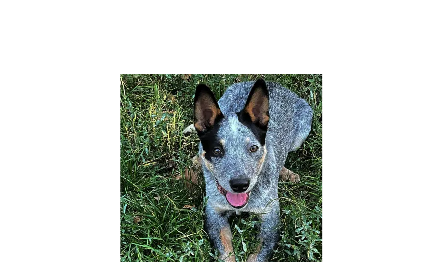 Ebrendészet és Gyepmersteri Telep Balatonfüred