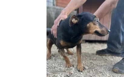 Ebrendészet és Gyepmersteri Telep Balatonfüred
