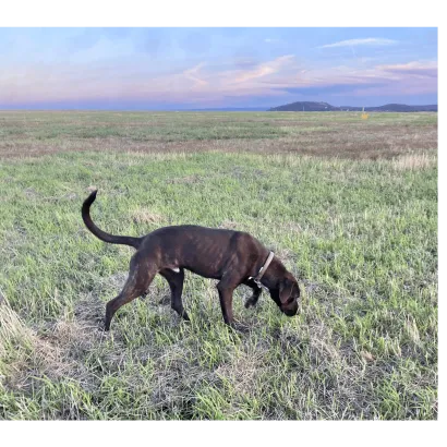 Ebrendészet és Gyepmersteri Telep Balatonfüred