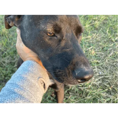 Ebrendészet és Gyepmersteri Telep Balatonfüred