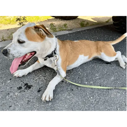 Ebrendészet és Gyepmersteri Telep Balatonfüred