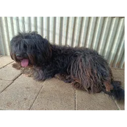 Ebrendészet és Gyepmersteri Telep Balatonfüred