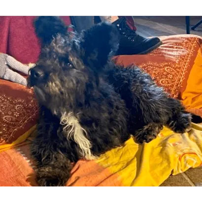 Ebrendészet és Gyepmersteri Telep Balatonfüred