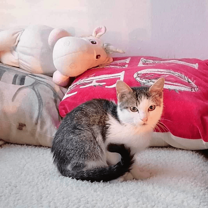 Ebrendészet és Gyepmersteri Telep Balatonfüred