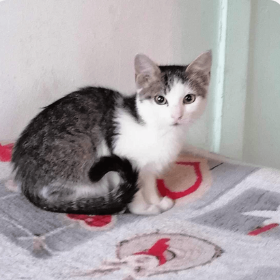 Ebrendészet és Gyepmersteri Telep Balatonfüred