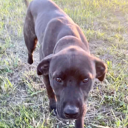 Ebrendészet és Gyepmersteri Telep Balatonfüred